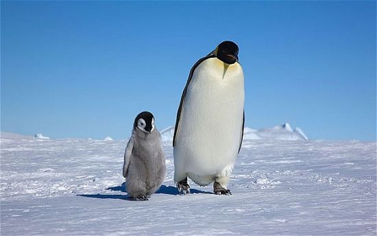 小企鹅与父母