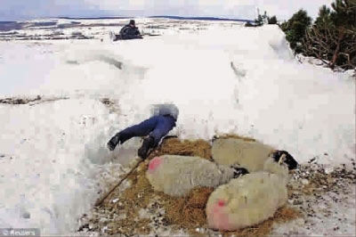 英国北爱尔兰一男子在雪中搜救羊