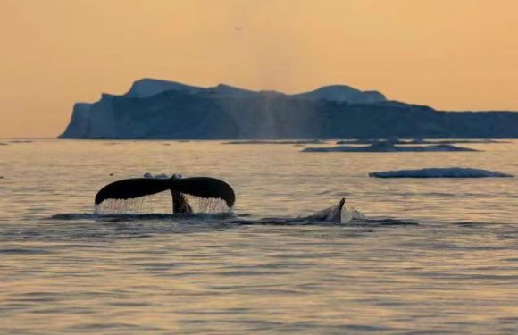 格陵兰深度航线（东格陵兰·西格陵兰·南格陵兰）奢牌旅行