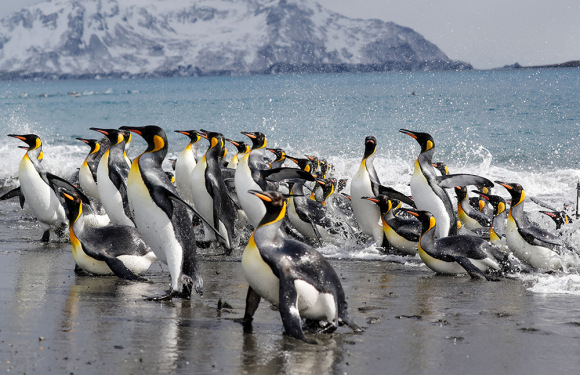 2023年大南极王企鹅探索之旅