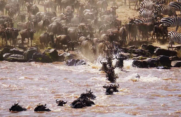 极至肯尼亚动物大迁徙之旅