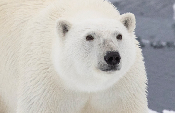 极至北极斯瓦尔巴德群岛北部寻找北极熊航次