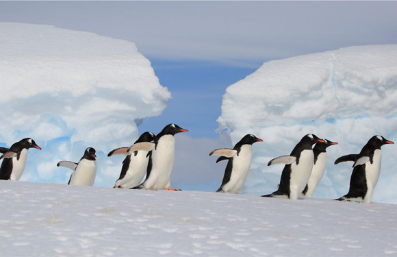 2024年极至南极南美经典之旅(18天)