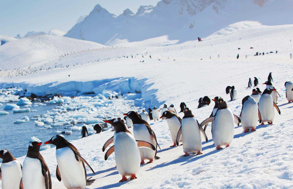 极至2025年春节南极半岛经典之旅