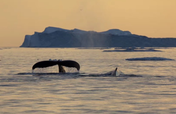 (26天)格陵兰岛+北极斯瓦尔巴德群岛+冰岛深度探索之旅