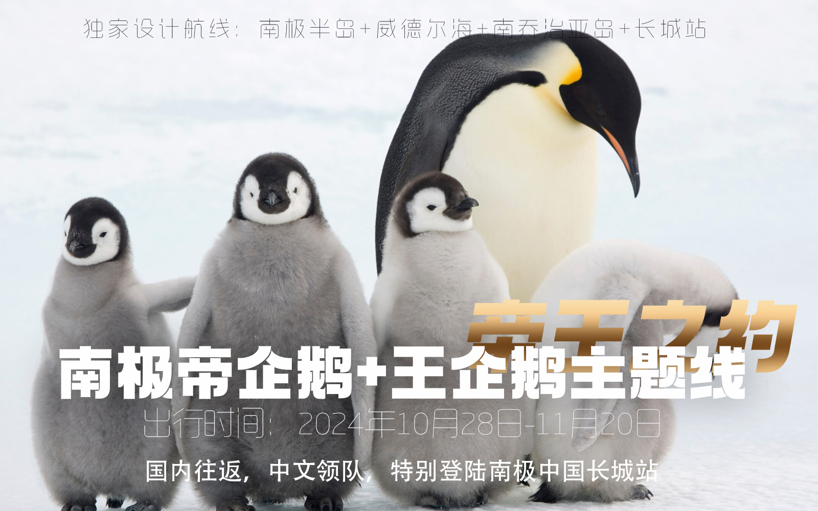 南极帝企鹅+王企鹅