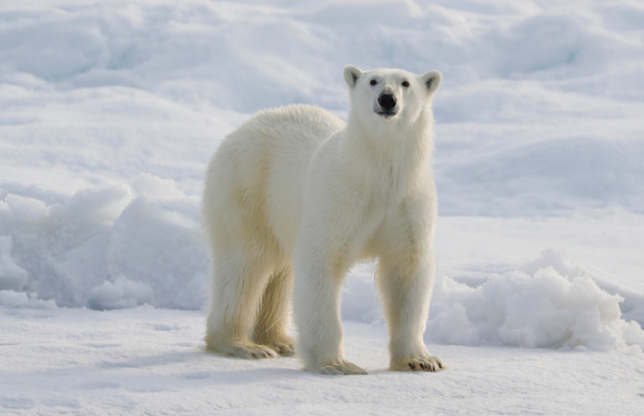 (22天)2026年极至北极法罗+斯瓦尔巴德群岛深度探索之旅