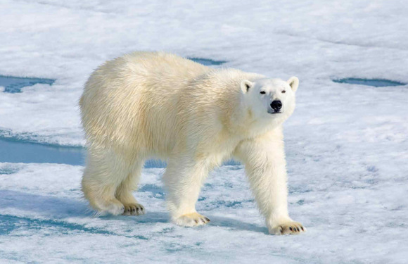 (24天)2026年极至北极斯瓦尔巴德群岛+格陵兰冰岛精华之旅