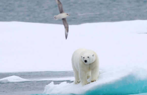 (21天)2026年极至北极格陵兰+斯瓦尔巴德群岛深度探索之旅