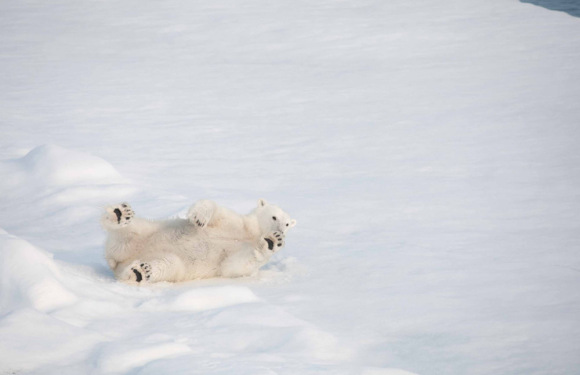 (31天)2026年极至北极格陵兰+法罗+斯瓦尔巴德群岛+冰岛深度探索之旅