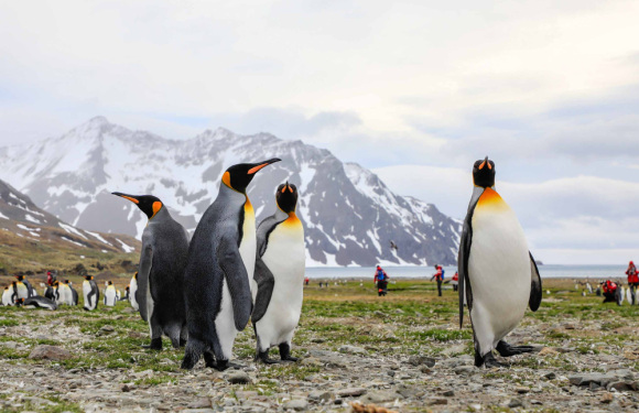 (27天)极至2026年极至大南极王企鹅探索之旅