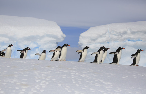 (16天)2026年极至南极半岛经典之旅