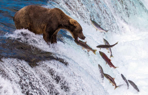 2026年7月阿拉斯加棕熊捕鱼之旅